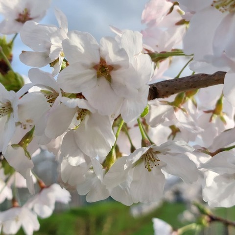 Cherry flowers