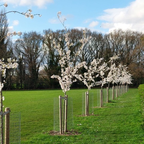 Cherry Trees